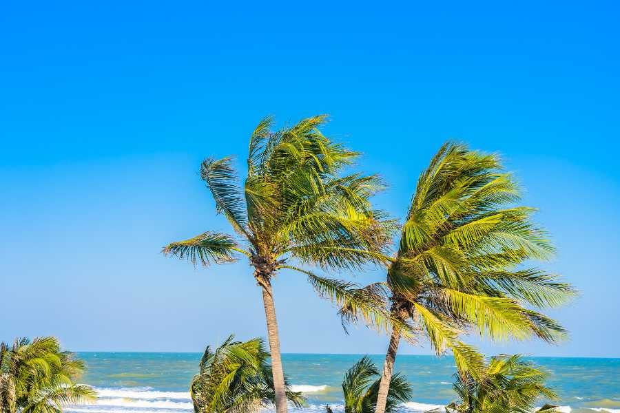 Close-up view of palm trees with clear blue skies and a glimpse of the ocean in the background.