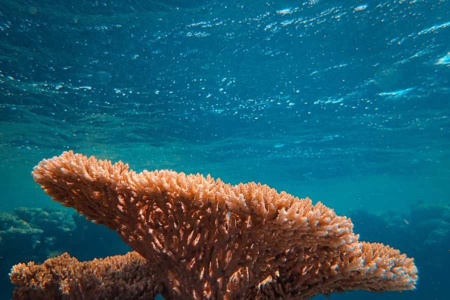 A stunning table coral formation thrives under crystal-clear waters, glowing in the sunlight beneath the ocean’s surface.