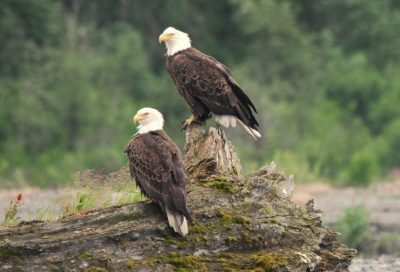 Discovering Anchorage Day Trips with a Local Expert: Explore Alaska's Wilderness with Alaska Shore Tours image