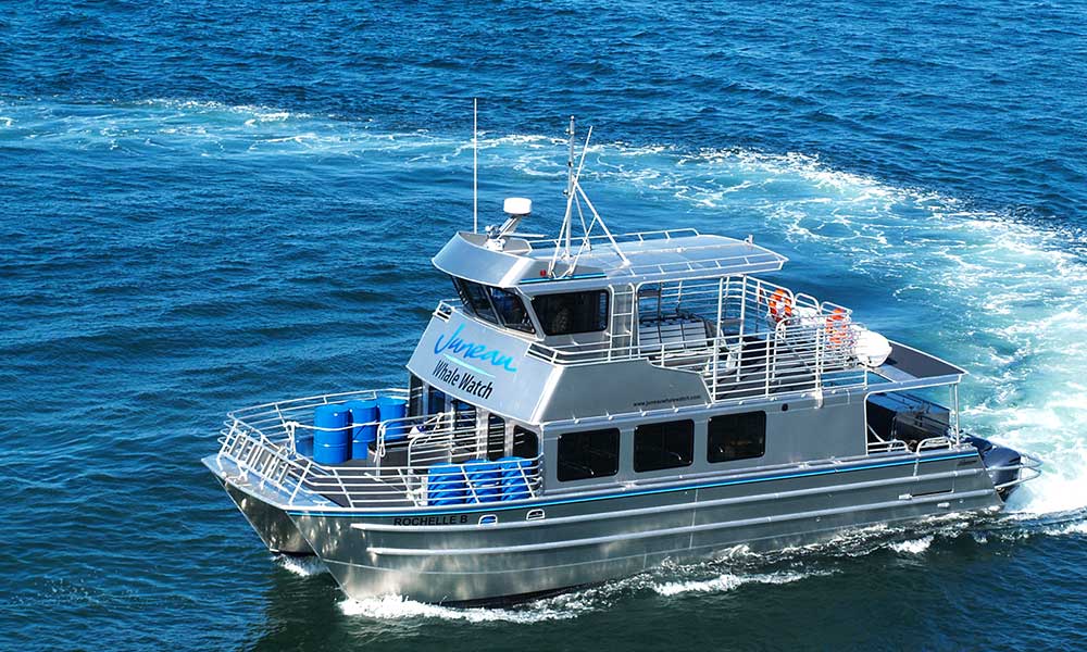 Whale Watching Tour Tour Image 38