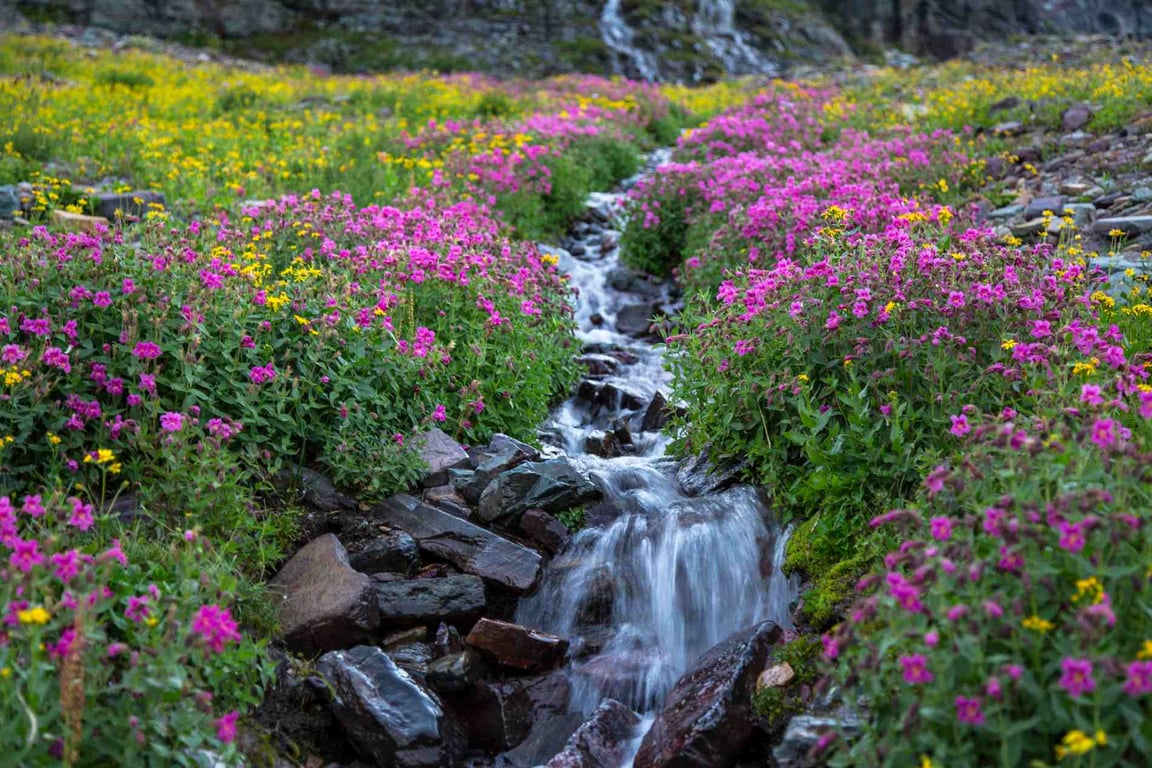 Guided Hike On The Highline Trail Glacier National Park Tour Image 5