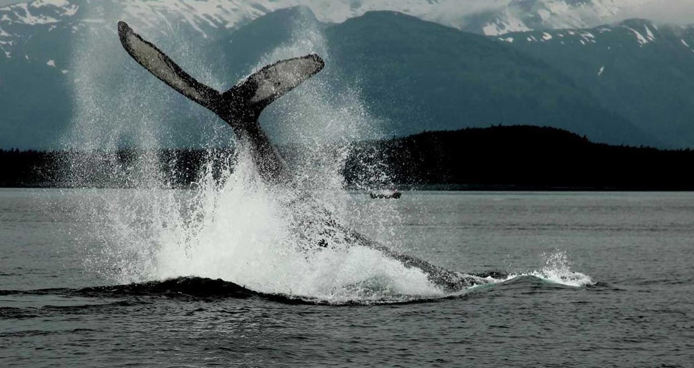 Juneau Whale Watching and Lighthouse Tour Tour Image 5