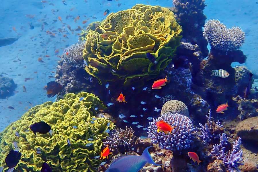 Vibrant coral reefs alive with colorful fish and sparkling underwater magic.