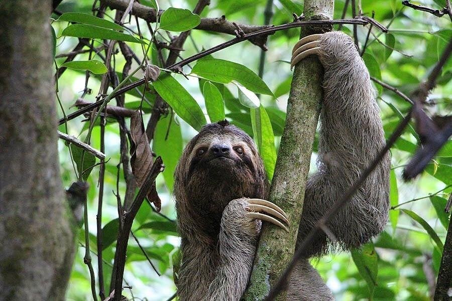 Horseback Riding & Sloth Excursion Tour Image 4