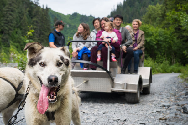 Seward Wilderness Dog Sled Ride & Tour image