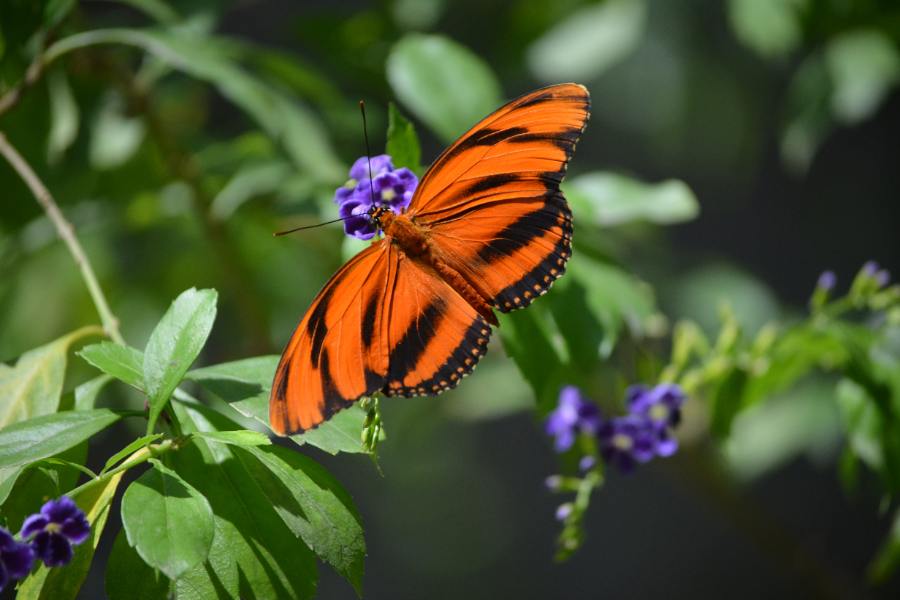 Butterfly Gardens: Our Expert Visitor's Guide