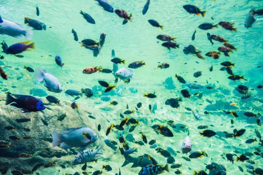 Colorful fishes are swimming underwater