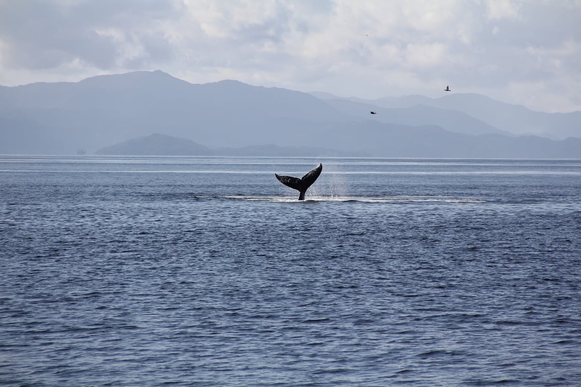 Lighthouse, Totems & Eagles Excursion Tour Image 3