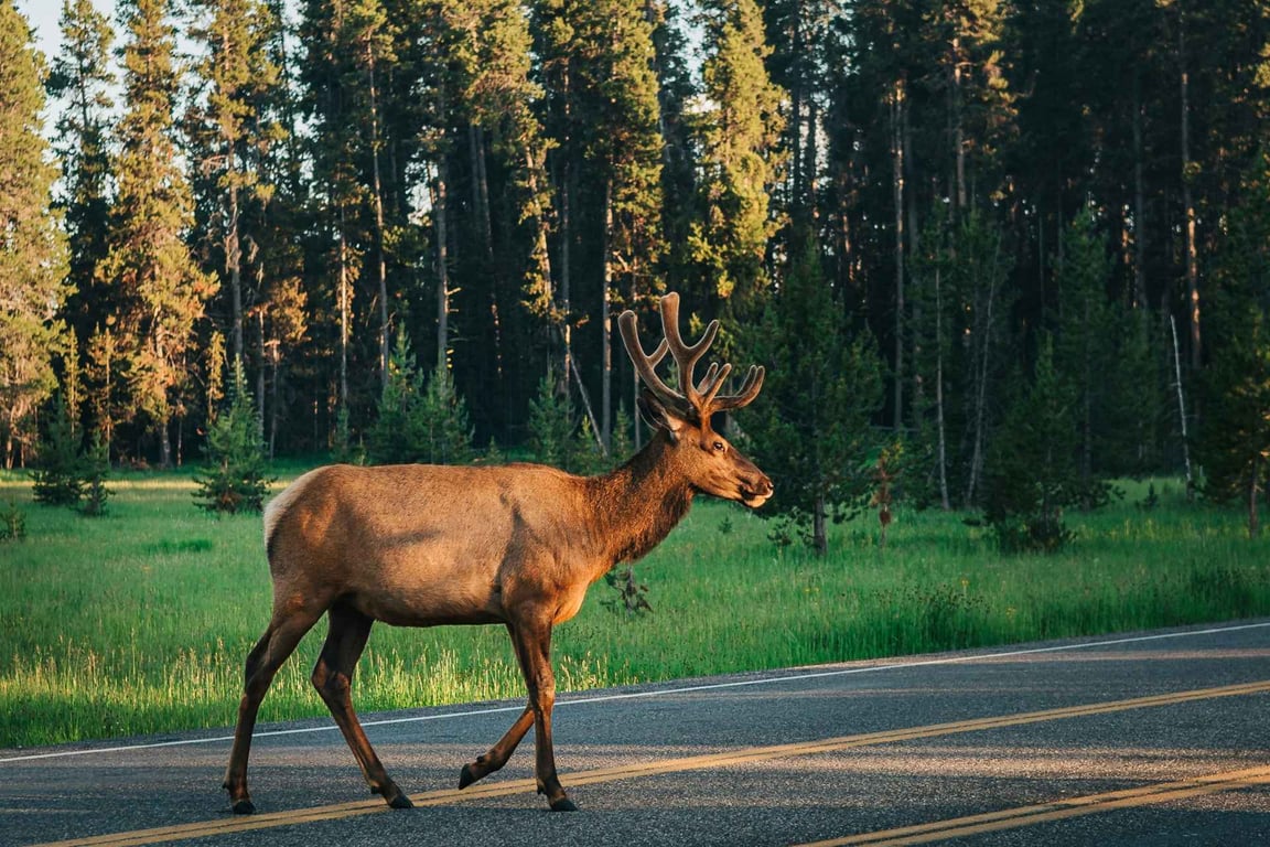 Private West Yellowstone Upper Loop Wildlife Photo Tour Tour Tour Image 12