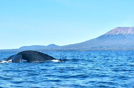 Private Whale Watching and Marine Wildlife Excursion image