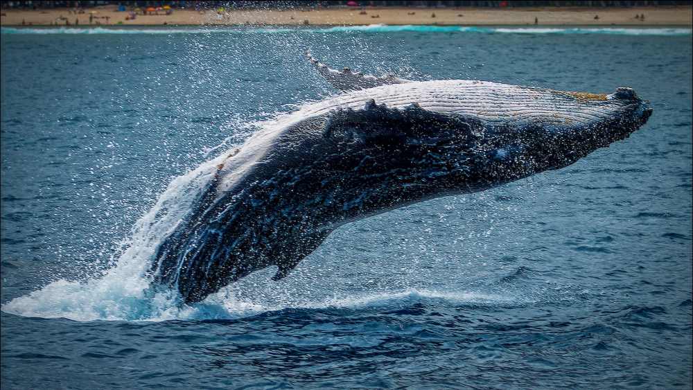 Whale Watching tour category image