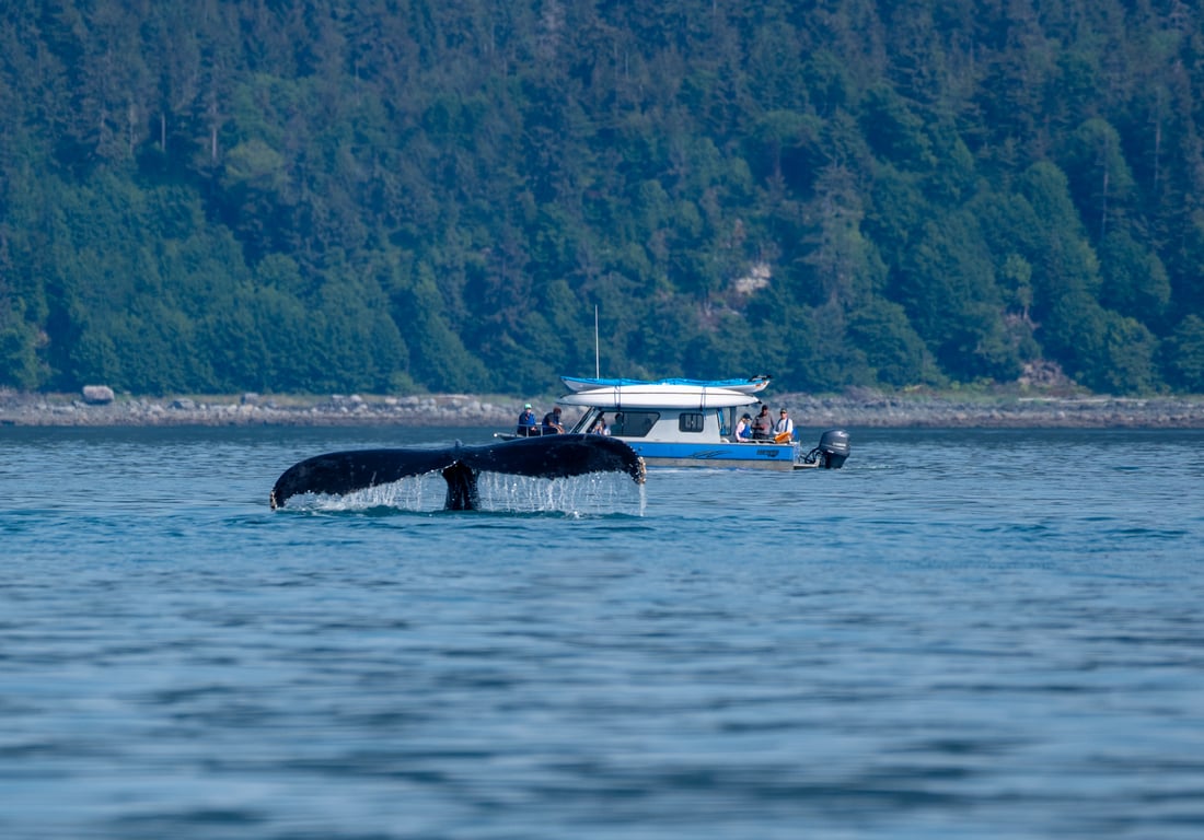 Paddle with Whales Kayak Adventure Tour Image 2