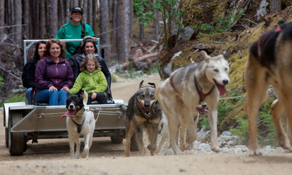 Skagway Sled Dog and Musher's Camp image