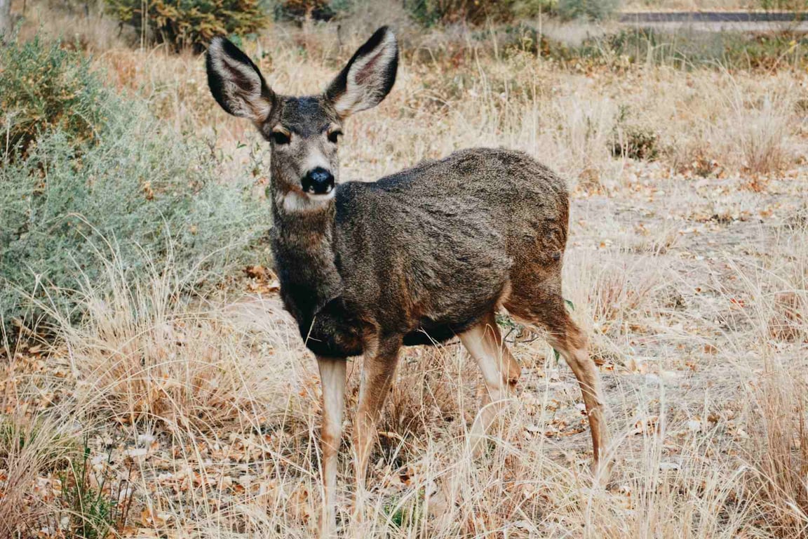 Yellowstone Private Wildlife Journey Tour Image 2