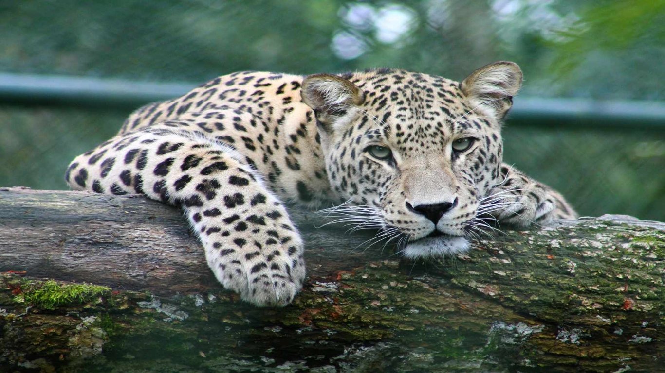 Wildlife in Samana image