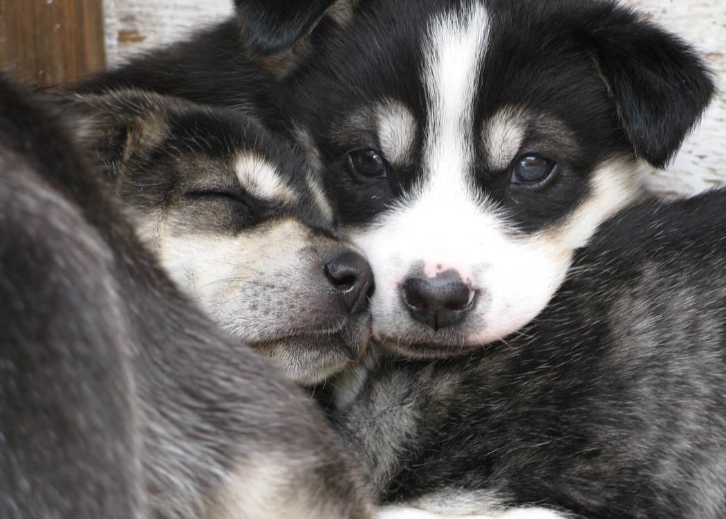 Mushing Through Alaska: A Comprehensive Guide to Dog Sledding in Juneau