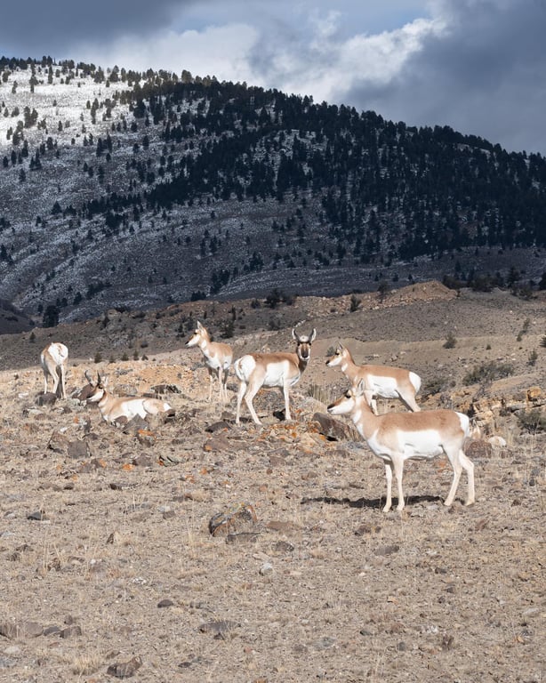 Winter Yellowstone Wildlife Safari Tour Image 9
