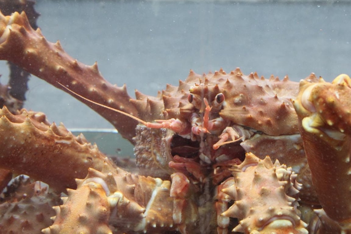 Bering Sea Crab Fishermen's Tour Tour Image 11