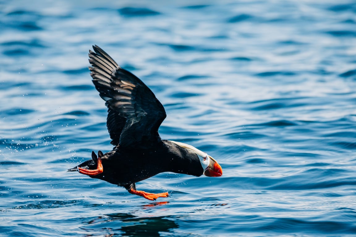 Sitka Wildlife Photography Worskhop on the Water Tour Image 8