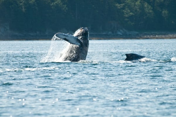 Why Juneau is THE Alaska Whale Watching Destination