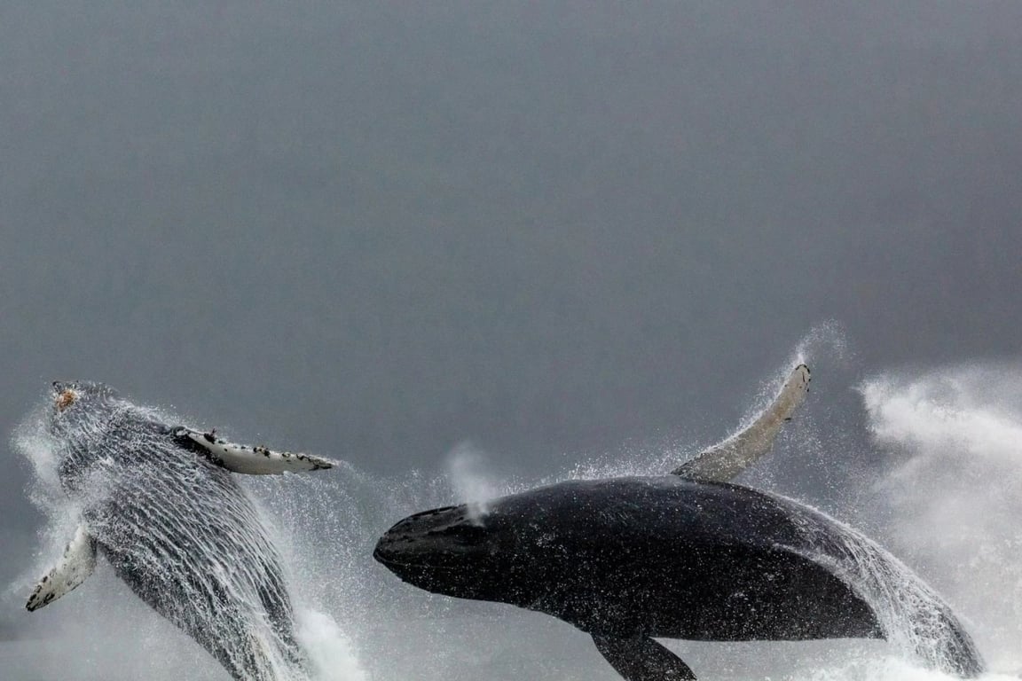 Guaranteed Whale Watching Catamaran Cruise Tour Image 7