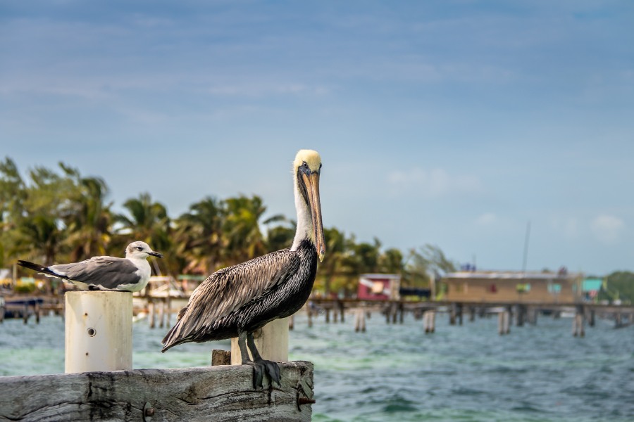 Our Favorite Things to Do & See in Punta Gorda