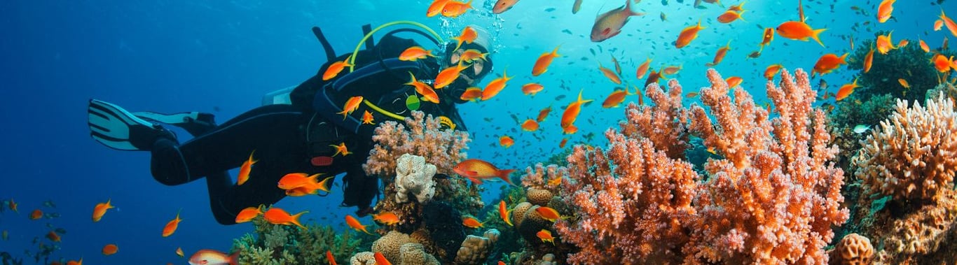 9 Reasons to Dive the Cayman Islands  image