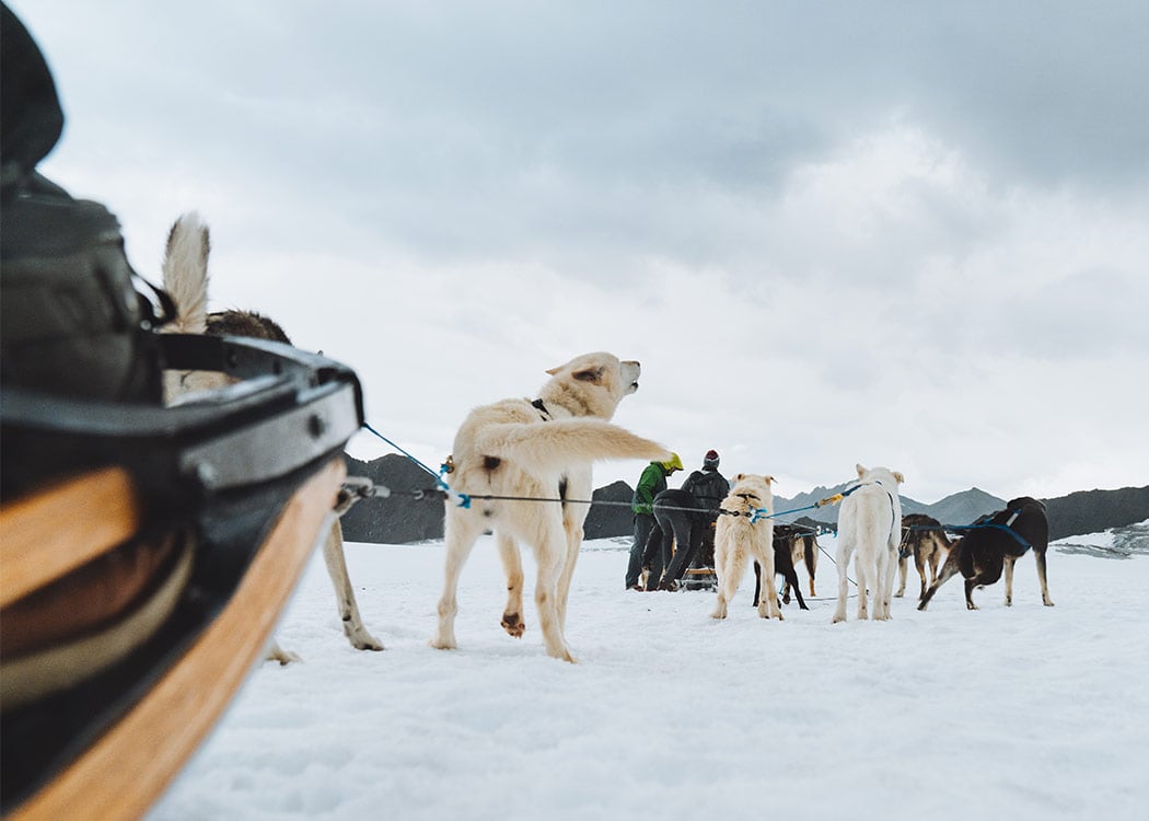 Anchorage Helicopter Glacier Dogsled & Lower Glacier Landing With Transportation Tour Image 1