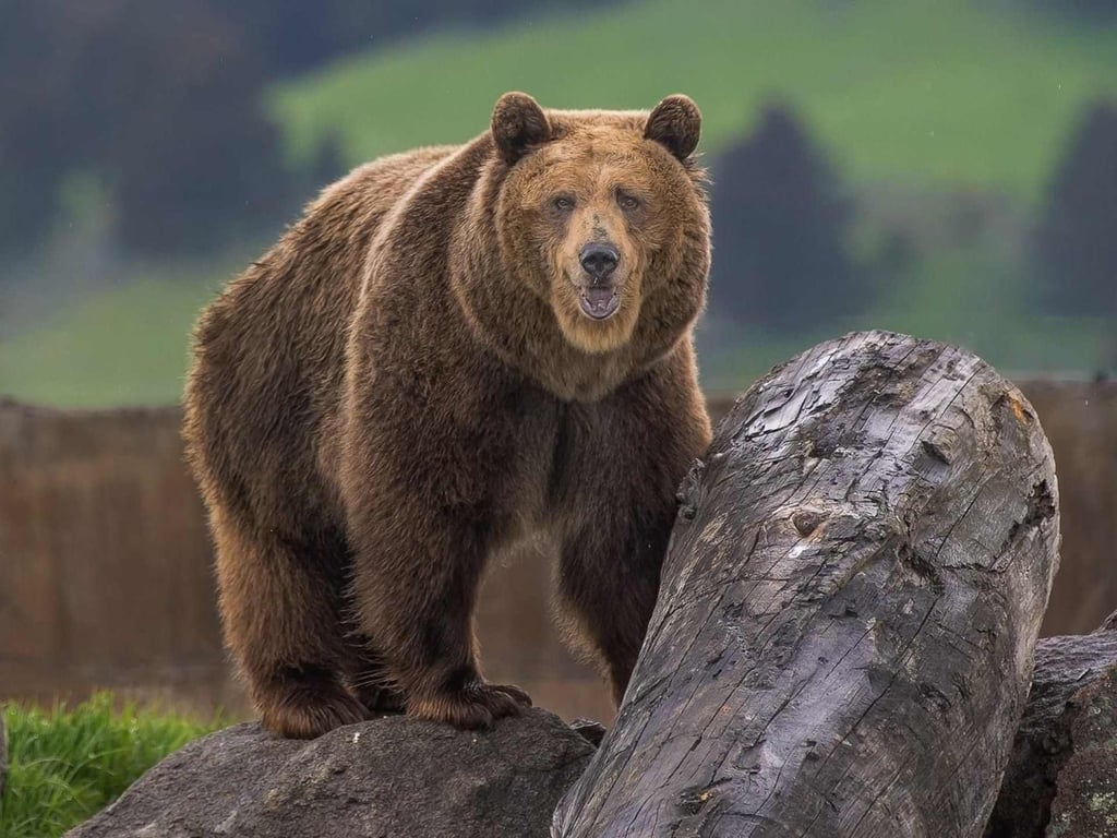 Montana Grizzly Encounter Tour Image 7