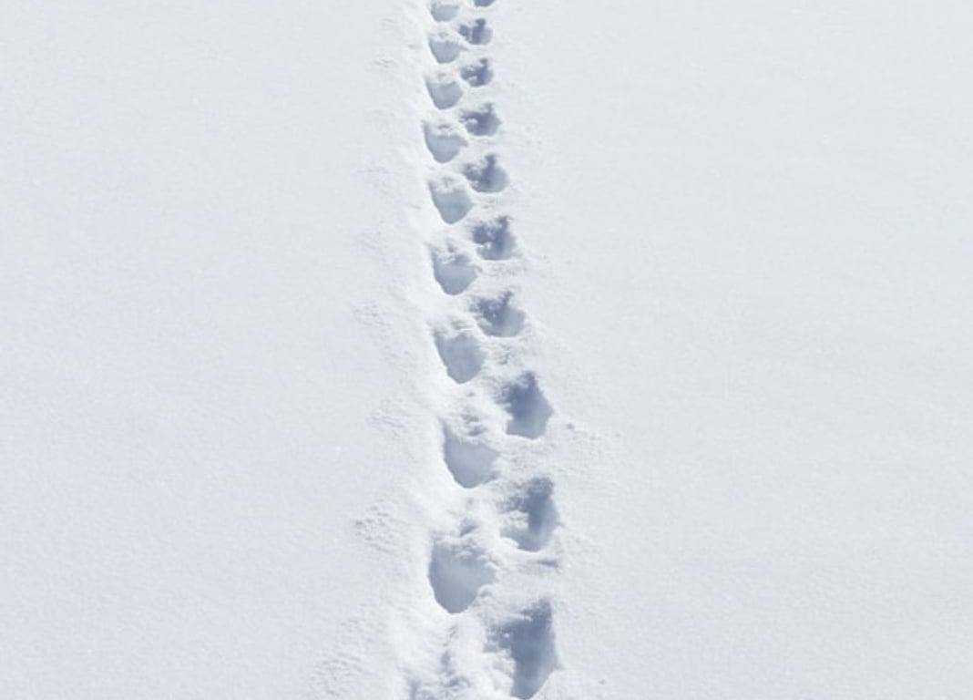 Snowshoe In Glacier National Park Tour Image 11