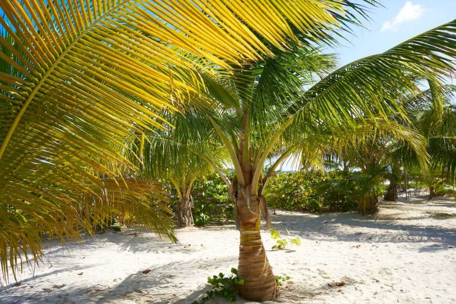 Bright green palm fronds over soft white sand, creating a relaxing tropical beach setting.