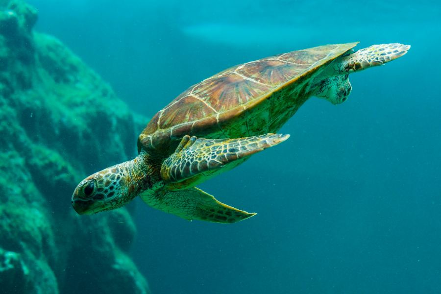 Xcaret Park: Our Expert Visitor's Guide
