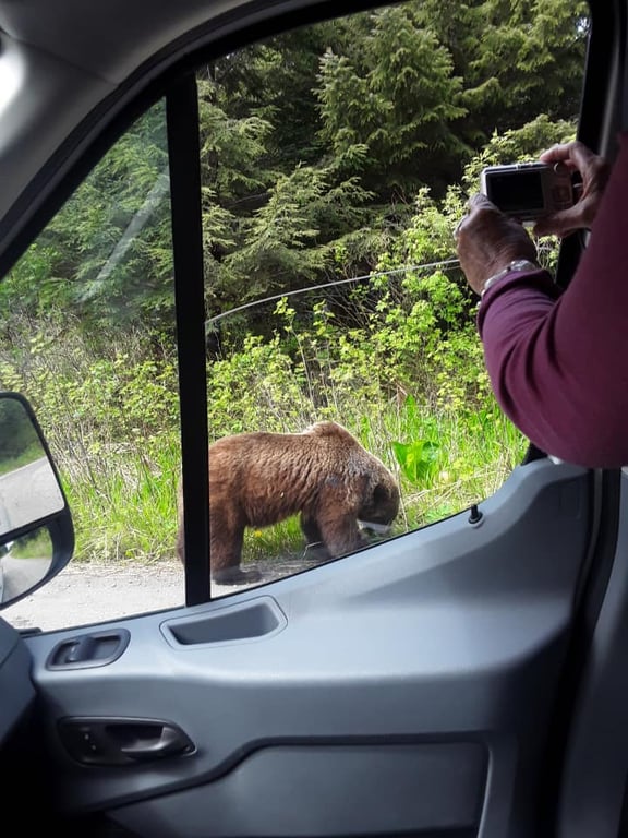 Wilderness Tour and Brown Bear Search Tour Image 2