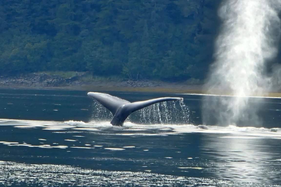 Guaranteed Whale Watching Catamaran Cruise Tour Image 8