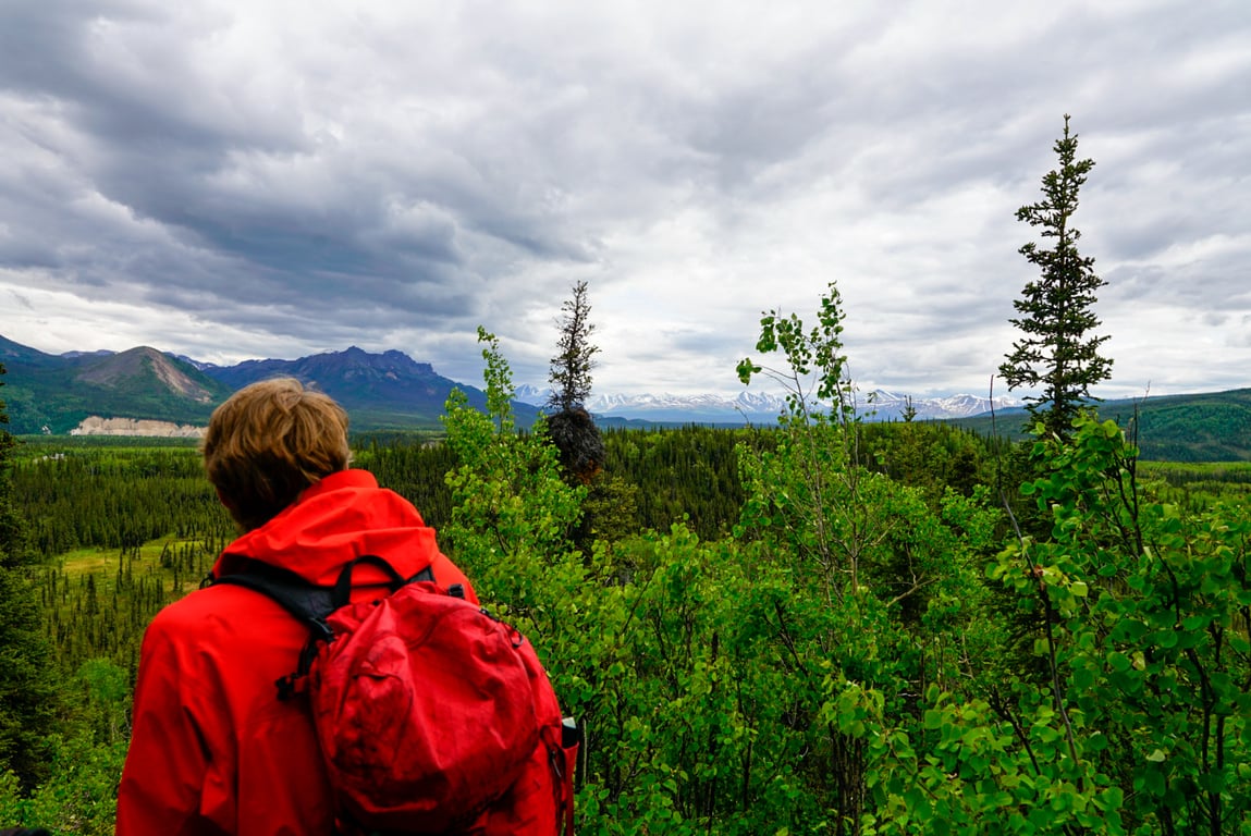 Denali Naturalist Walking Tour image