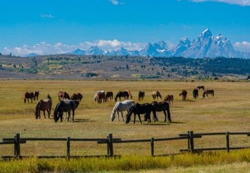 Private Grand Teton Day Tour Tour Image 4