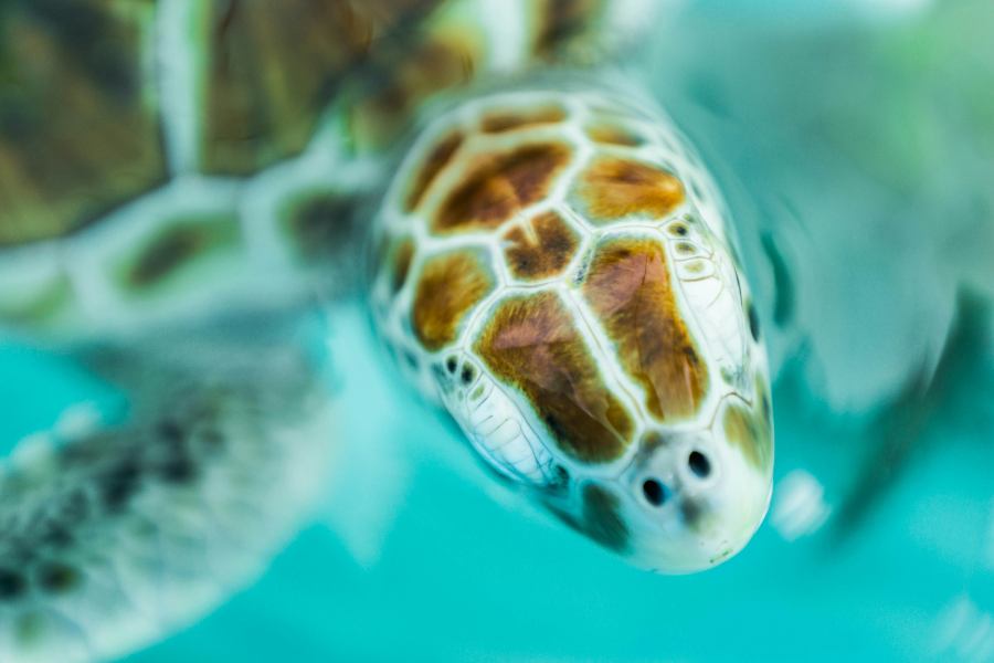 Our Favorite Things to Do & See in Isla Mujeres
