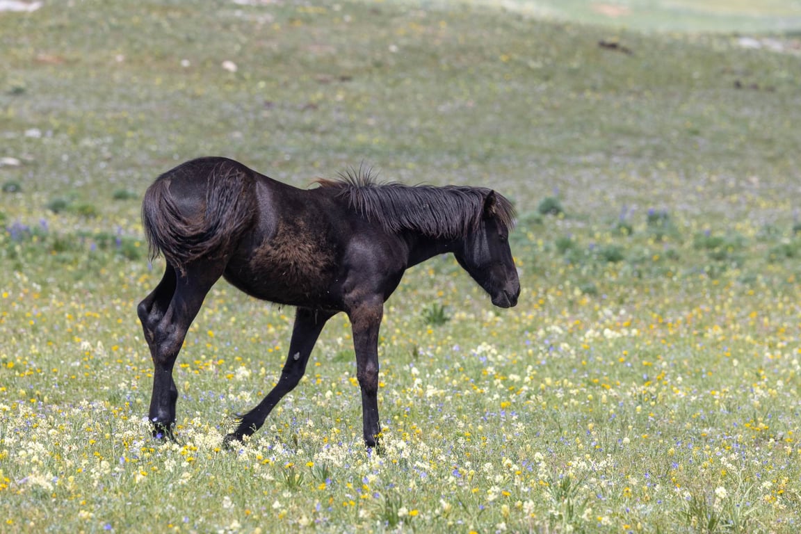 Wild Horse Island Scenic Boat Tour Tour Image 3
